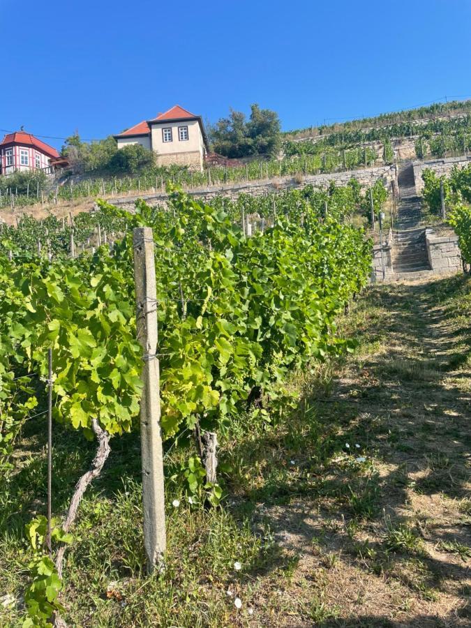 Ferienhaus Traminer Im Weinberg Фрайбург Екстериор снимка