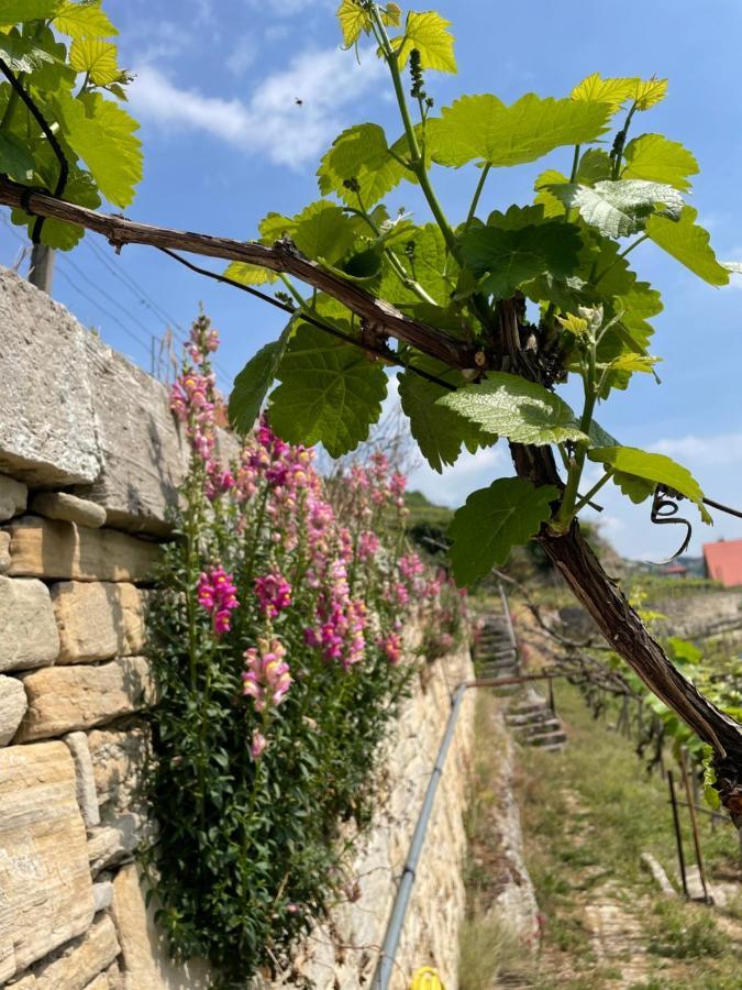 Ferienhaus Traminer Im Weinberg Фрайбург Екстериор снимка